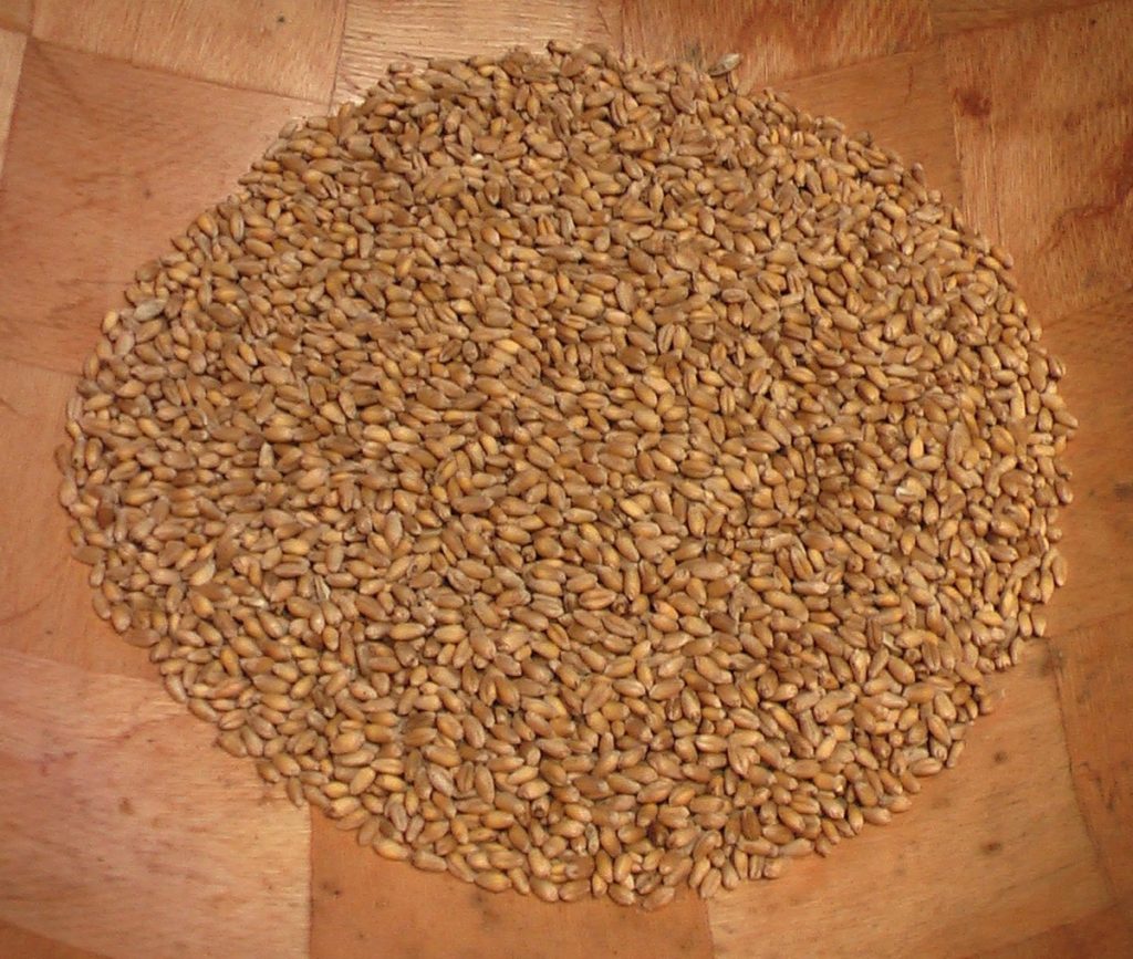 органическое зерно пшеницы